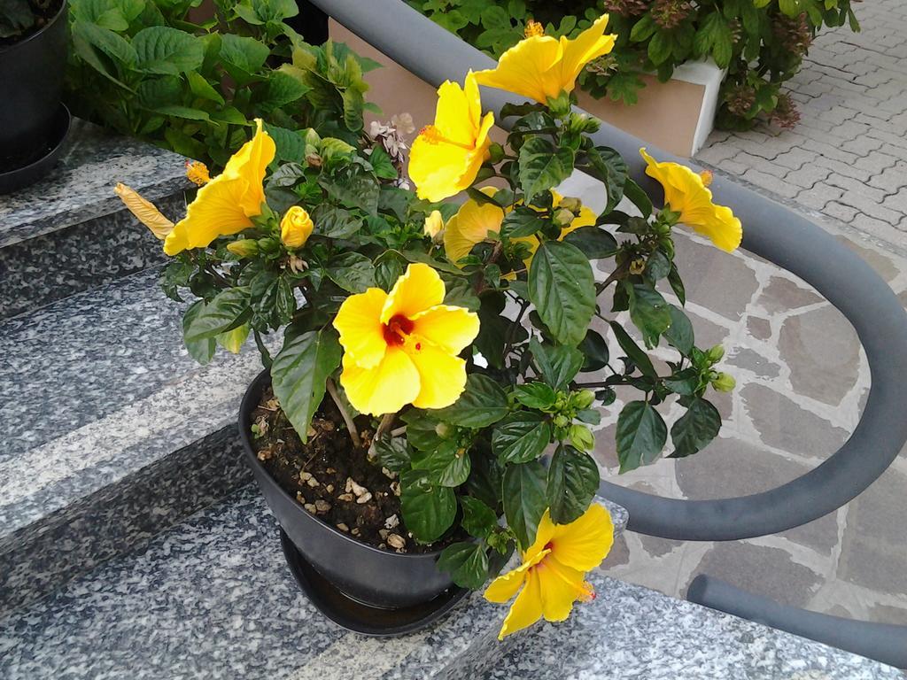 Hotel Escorial Cervia Exterior photo